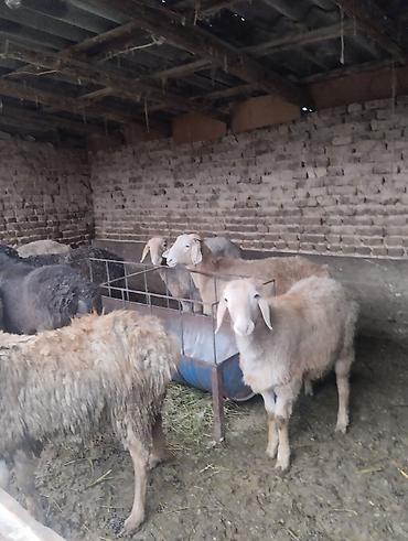 Баран, овца: Продаю | Баран (самец) | Для разведения | Осеменитель — 1