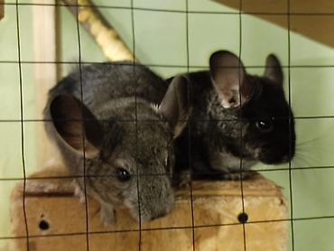 Шиншиллы: Шиншиллы домашнего разведения. 16 марта 2026 им исполняется 3 месяца — 1