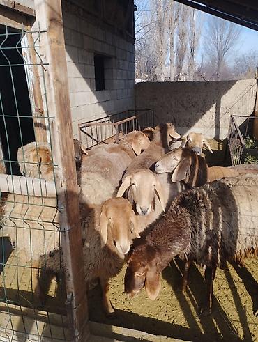 Баран, овца: Продаю | Ягненок | Арашан, Полукровка | Для разведения | Ярка — 1