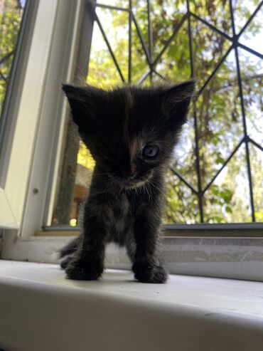 шатлански кошка: Отдаю котят в хорошие рукитри котенка трех цветных от домашней кошки