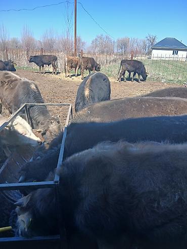 Коровы, быки: Продаю | Бык (самец) | На откорм — 7