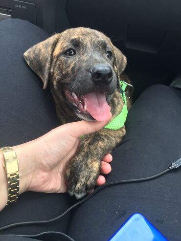 barter itlə: Pitbul, 2 ay, Erkek, Peyvəndli, Ünvandan götürmə, Ödənişli çatdırılma