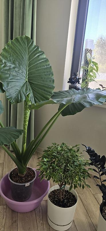 Алоказии: Алоказия крупноколистная (вероятно Alocasia macrorrhizos, «Слоновье — 6