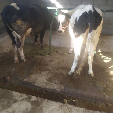 продаю музоо торпок корова самка бык самец айрширская ангус алатауская на забой для разведения на откорм племенные нетель привязанные: Продаю | Корова (самка) | Голштин | Для разведения | Привязанные