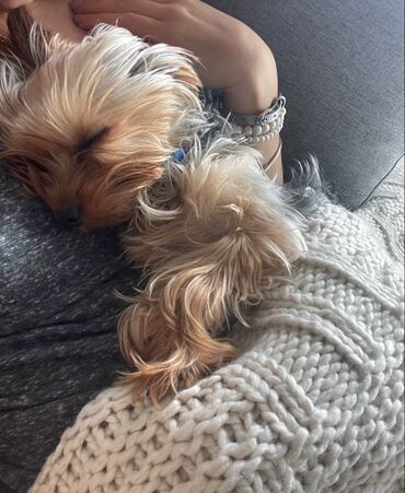 İtlər: Yorkşir teryer, 10 ay, Erkek, Peyvəndli, Ödənişli çatdırılma — 7