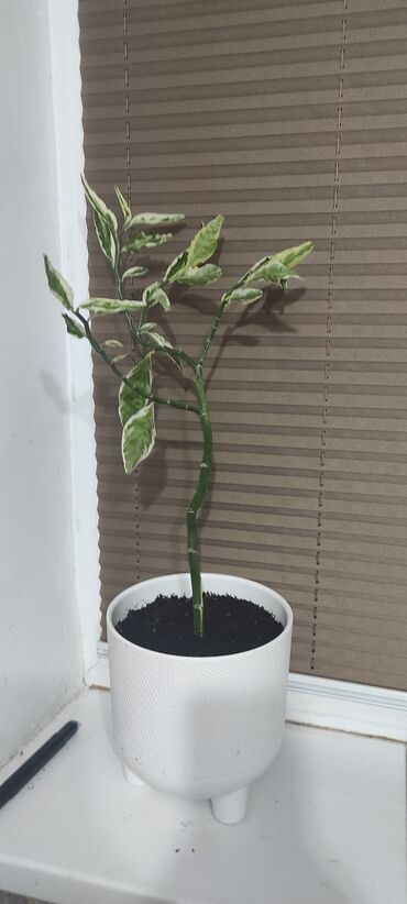 Другие комнатные растения: Комнатный цветок Педилантус горшок новый двойной