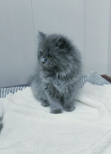 купить котенок: Шотландский чистокровный котенок Хайленд- страйт, милейшая малышка