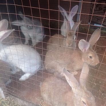 Кролики: Продаю | Крольчата — 10