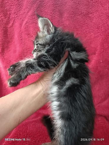 Продажа кошек: Мейн-Куны 🥰🥰🥰. Продаются котята Рысята ♥️ Чистокровные, Шикарные — 17