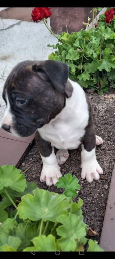 Psi: U ponudi prelepi stenci americkog staforda 2 zenke i 1 muzijak na lalafo.rs — 8 Psi: U ponudi prelepi stenci americkog staforda 2 zenke i 1 muzijak — 8