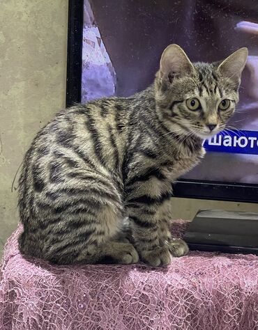 где можно купить кошку: 3 месяца, Девочка, Метис, Приучена к лотку, Проглистована