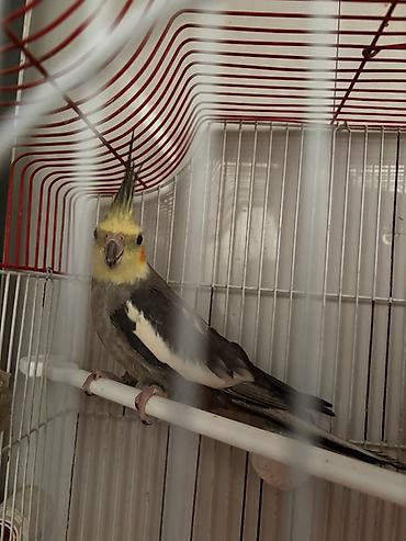 Tutuquşları: Hazır korella cütləri satılır cütü 60 manat hər iki cütü götürən olsa — 9