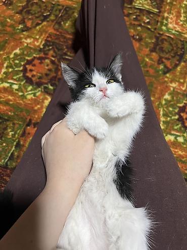животные кошка: 🍀Котенок Панда ищет дом ! Мальчик 2,5 месяца . Черно белый красавчик — 3