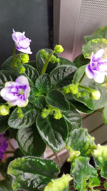 Фиалки и глоксинии: Продаются детки миниатюрных фиалок,крепкие,подрощенные.Сортов много — 6