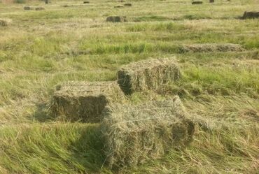 бокс для малярки: Пресс сатылат, Беловодскийде, өзү жүктөп өзү алып кетмей баасы
