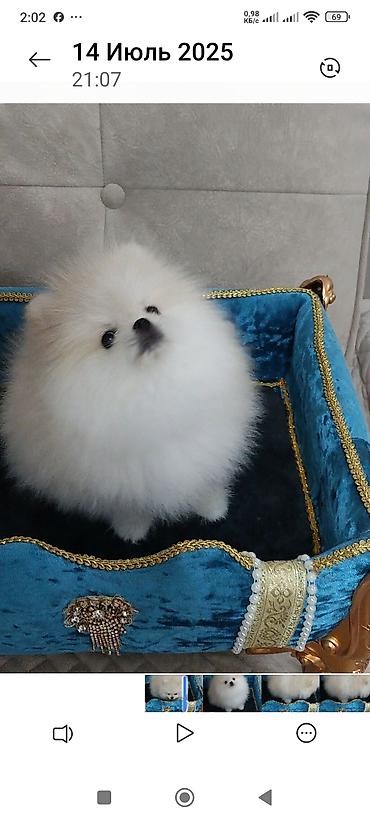 Продажа собак: Шпиц, 3 месяца, Самец, С родословной — 3