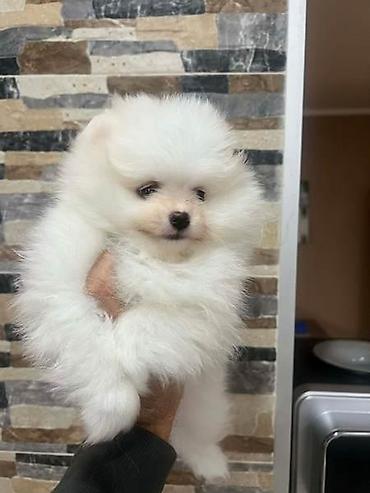 Psi: Pomeranac, štenci vrhunskog kvaliteta Pomeranci devet nedelja stari — 2