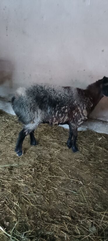 кролик декоративные: Продаю | Овца (самка) | Для разведения