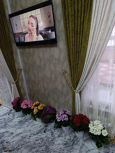 Декоративные цветы: Горшечные примулы (Primula) — декоративные комнатные растения с — 3