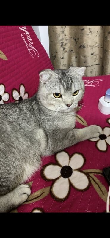 продам домик для кошки: Шотландская вислоухая кошка (Scottish Fold) - Окрас: серебристый
