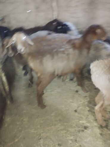 Бараны, овцы: Продаю | Баран (самец) — 15