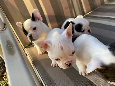 Psi: 🔥 TOP FRANCUSKI BULDOG ŠTENCI 🔥 Na prodaju vrhunski štenci francuskog — 13