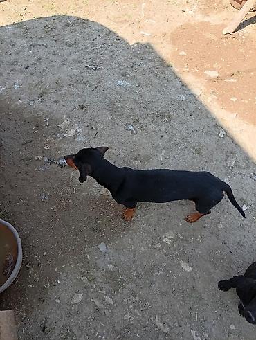 it satişi: Daxshund (qısa tüklü) tipli it - Rəng: qara-qəhvəyi (tan işarələr) - — 1
