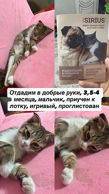 бесплатные кошки: 4 месяца, Мальчик, Приучена к лотку — 1