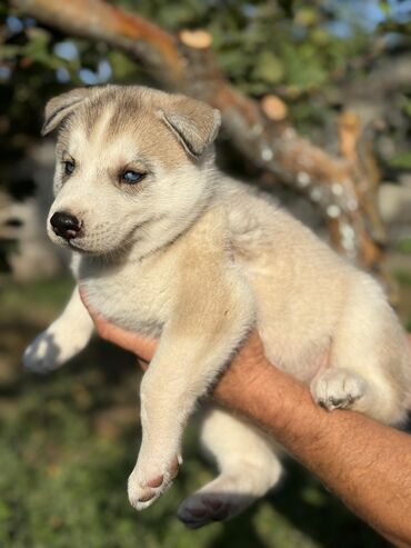 мопсы щенки: Хаски, 1 месяц, Самка