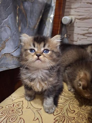 Pişiklər: Britan — 20