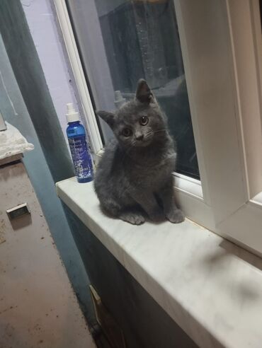 Pişiklər: Şotland, Dişi, Ünvandan götürmə