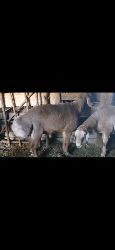 в связи с переездом отдам попугая жако в добрые руки: Продаю | Баран (самец) | Арашан | Для разведения | Племенные