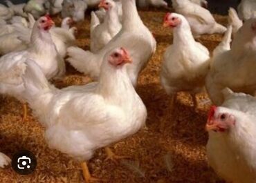 бройлерные индюки купить: Продаю бройлерыживым весом. живой вес 2,5-3 килограмм цена на живой
