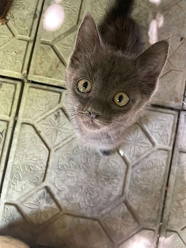 отдам котят даром: Котята, домашние. На фото — малыши классического окраса: черные и — 2