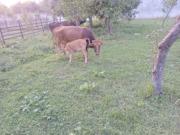 Yemlər: Salam alekum. ana bala inek satilir. bir aydi dogub. diwi