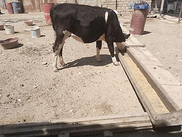 qala cinsi qoyun satilir: Salamtam saglam 11ayliq cins danadir isdeyen elaqe saxlasin — 2