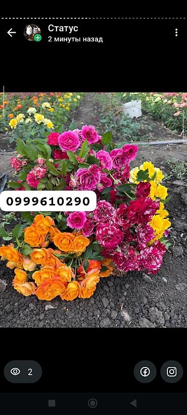 Rose saplings: Саженцы роз в контейнерах - Ассортимент садовых роз (разные сорта и — 29