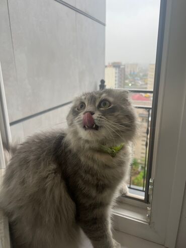 сибирские котята: Продаю Кота( порода Сибирская Вислоухо) 7 месяцев, приучен к лотку