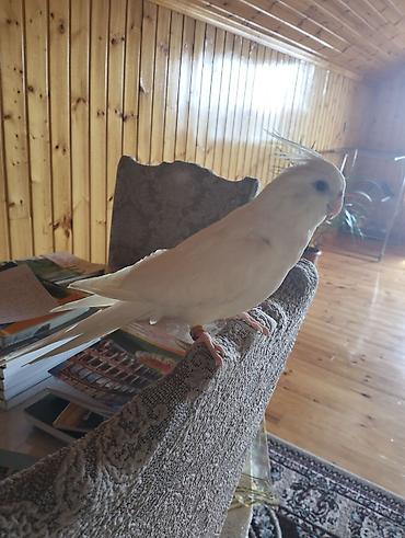 Tutuquşları: Növ: Nimfa tutuquşusu (Cockatiel), albino/lutino-ağ rəng Rəng: Tam ağ — 8