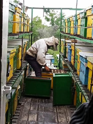 шоколад с курутом бишкек: ПРОДАМ оптом горный и полевой экспорцетовый мёд, цена договорная. обр — 1