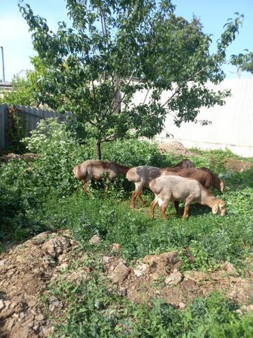 улар сатылат: Продаю баранов кучкоров 9м 4штук 95000т,сомов за четверых