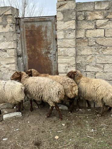 Qoyunlar, qoçlar: Salam tecli satlır sağlam heyvanlardıı qiymət razlşmaq olarr — 2