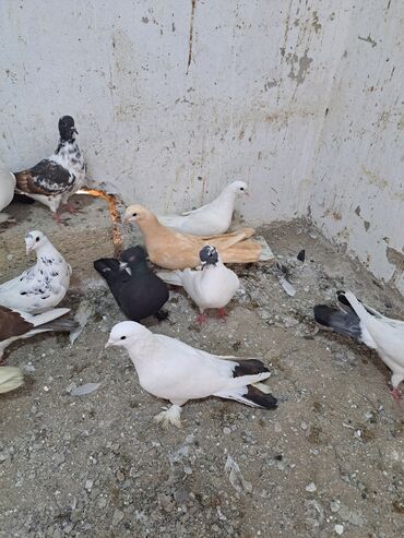 Göyərçinlər: Salam. goyercinler kom 6 manat tek tek 8 manat. goyercinle Bakının — 13