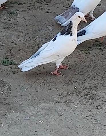 göyercin yuvasi: 2 side tutulmadi erkeydi 2 side — 7