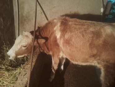 Dana, buzov: Satılır: cins dana - Növ: iribuynuzlu (dana) - Rəng: açıq qəhvəyi — 4