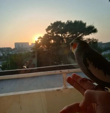 Tutuquşları: Karela papuqay 1 yaşi var insanlardan qaçmir 2 söz deyil aşkim cici — 7