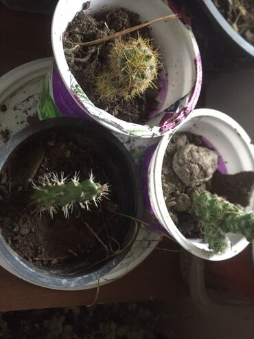 Kaktus: Kaktusi 100 dinara na lalafo.rs — 11 Kaktus: Kaktusi 100 dinara — 11