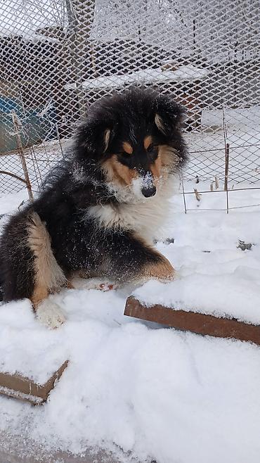 Продажа собак: Колли, 3 месяца, Самка, С прививкой — 9