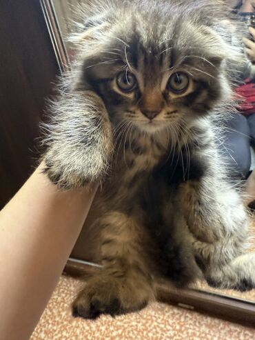 сколько стоит шотландская вислоухая кошка: Скотиш Фолд (Шотландская вислоухая), 3 месяца, Мальчик, Лиловый, Приучена к лотку