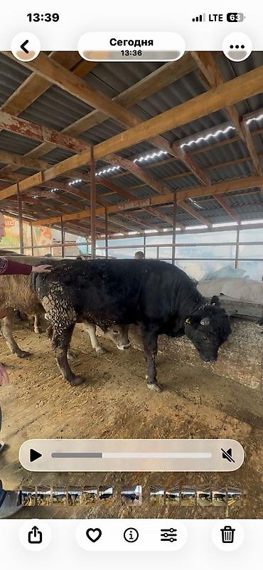 Коровы, быки: Продаю | Бык (самец) | Полукровка, Голштин, Швицкая | На забой | Привязанные — 3